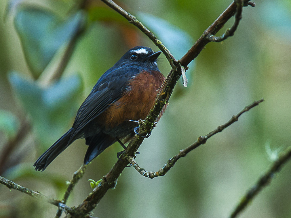 Slaty-backed Chat-Tyrant