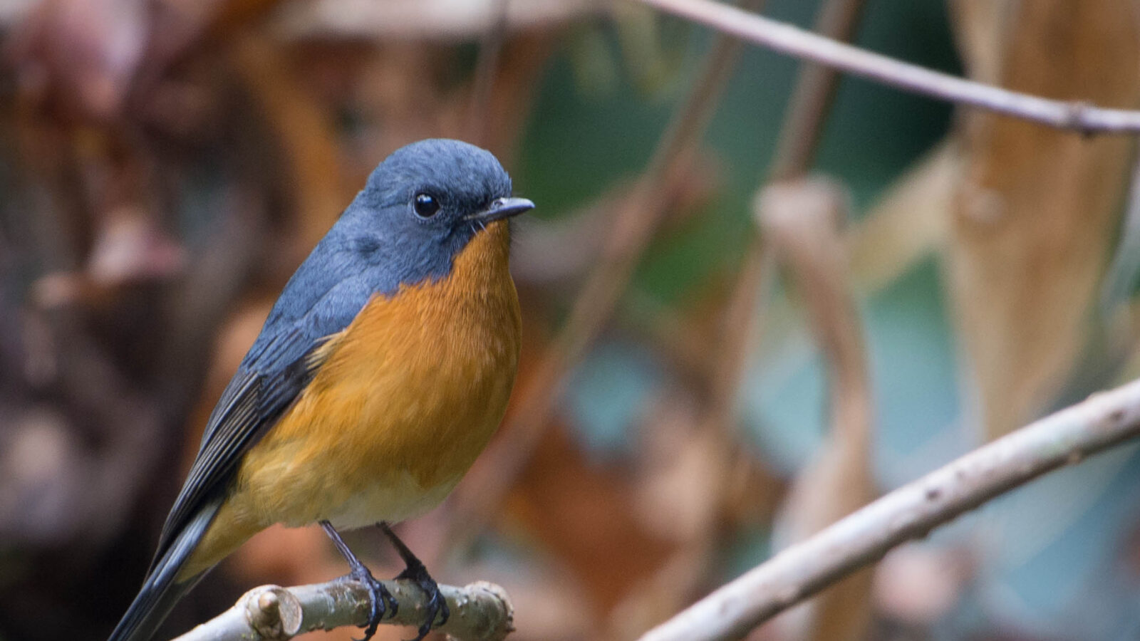 Slaty-backed Flycatcher