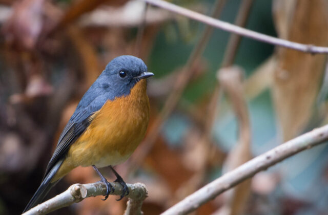 Slaty-backed Flycatcher