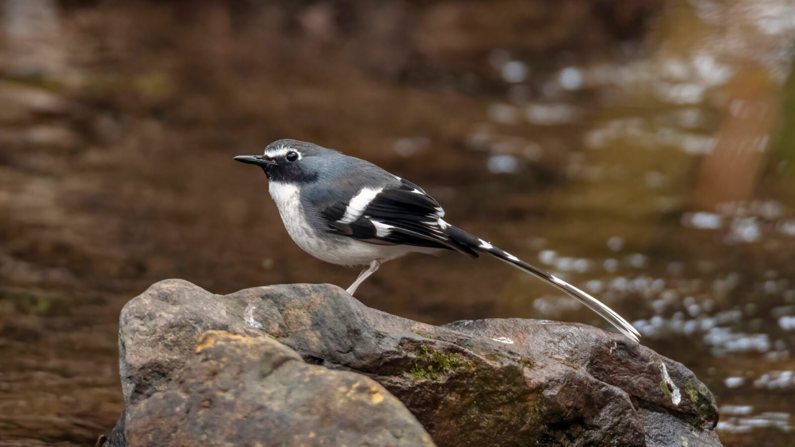Slaty-backed Forktail