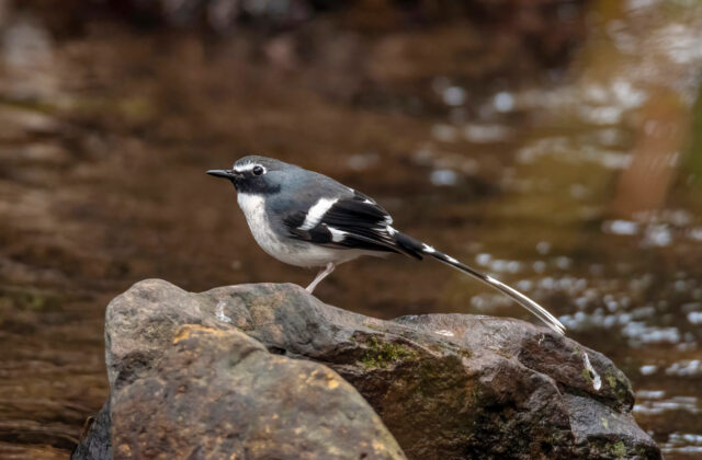 Slaty-backed Forktail