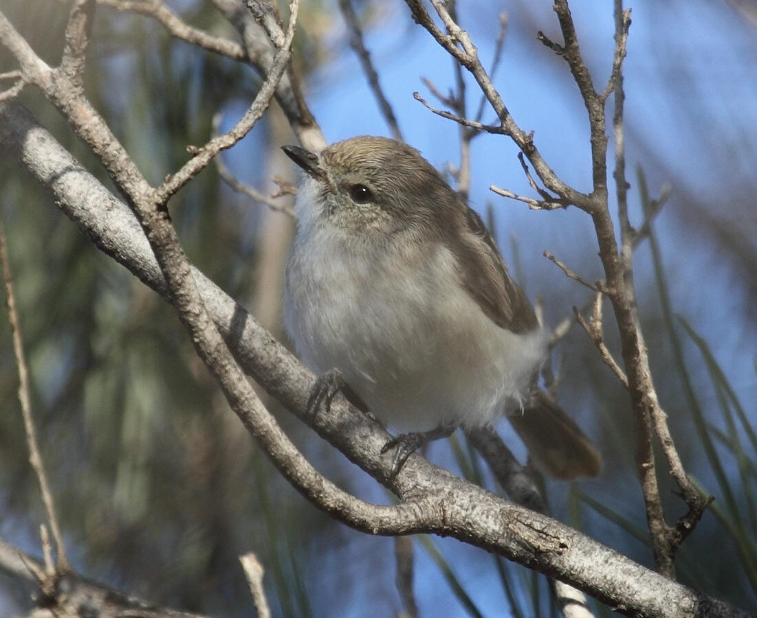 Slaty-backed Thornbill