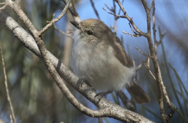 Slaty-backed Thornbill