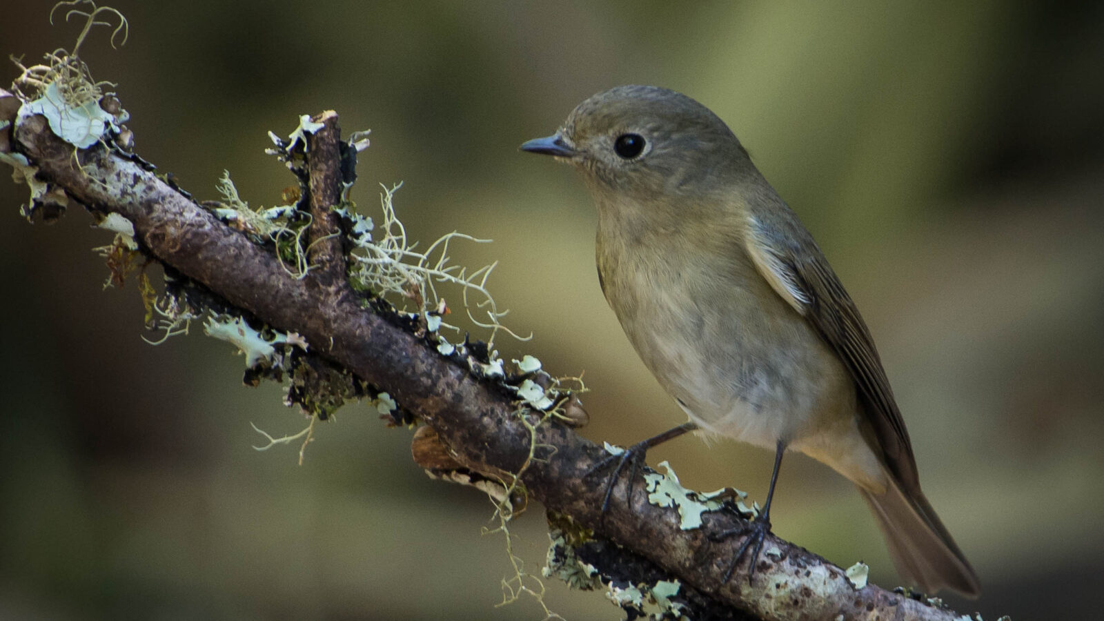 Slaty-blue Flycatcher