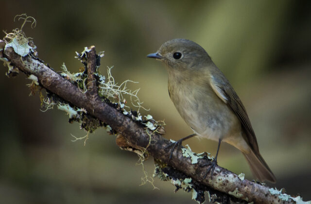 Slaty-blue Flycatcher