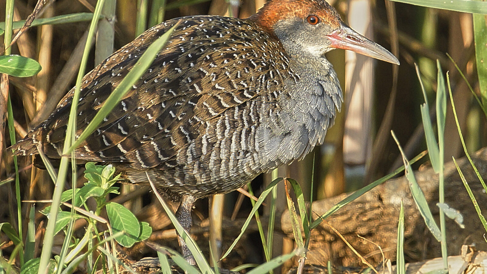 Slaty-breasted Rail