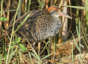 Slaty-breasted Rail
