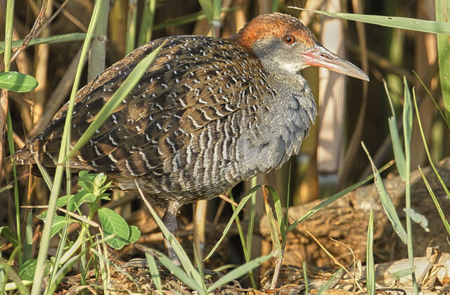 Slaty-breasted Rail