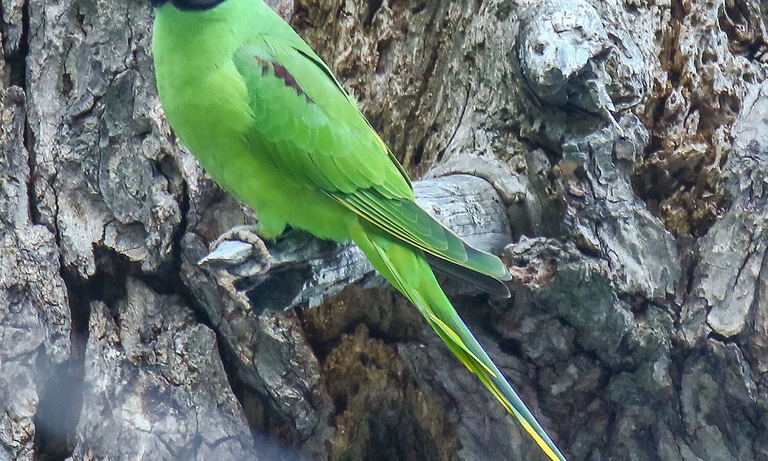 Slaty-headed Parakeet