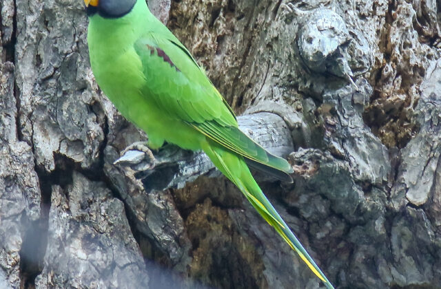 Slaty-headed Parakeet