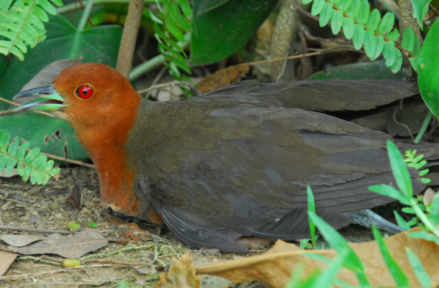 Slaty-legged Crake