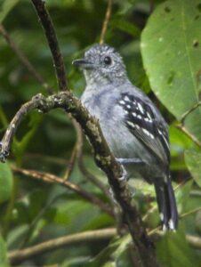 Slaty Antwren