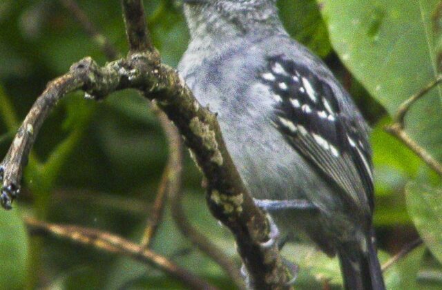 Slaty Antwren