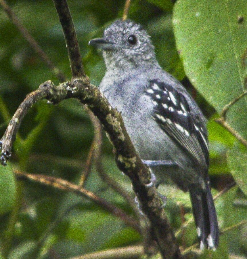 Slaty Antwren
