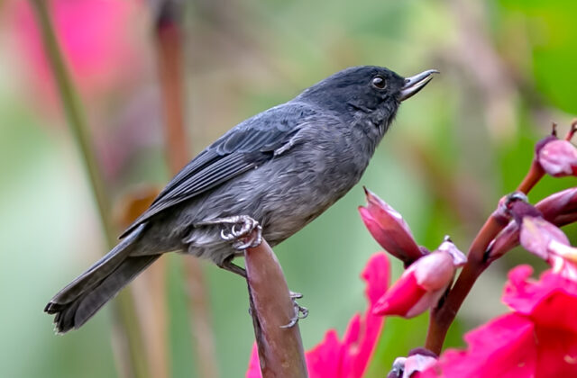 Slaty Flowerpiercer