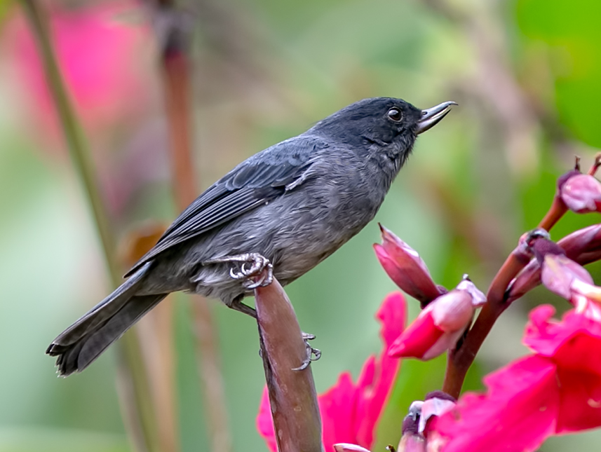 Slaty Flowerpiercer