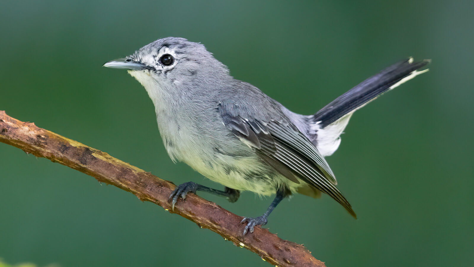 Slaty Monarch