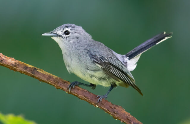 Slaty Monarch