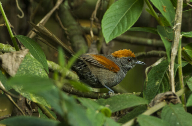 Slaty Spinetail