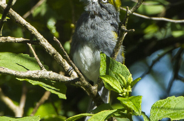 Slaty Vireo