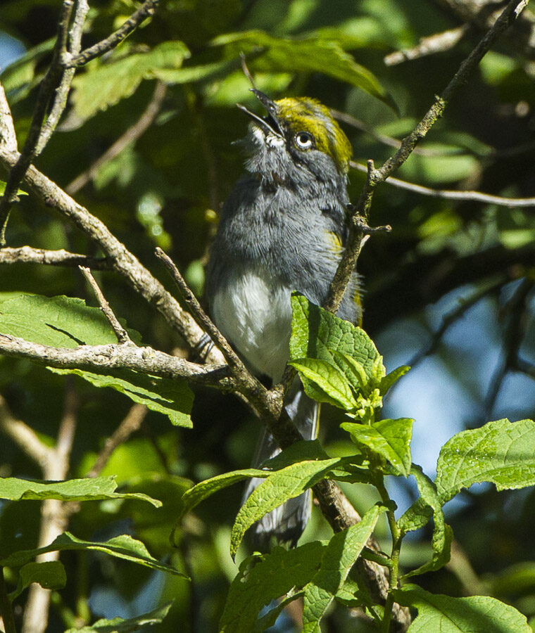 Slaty Vireo