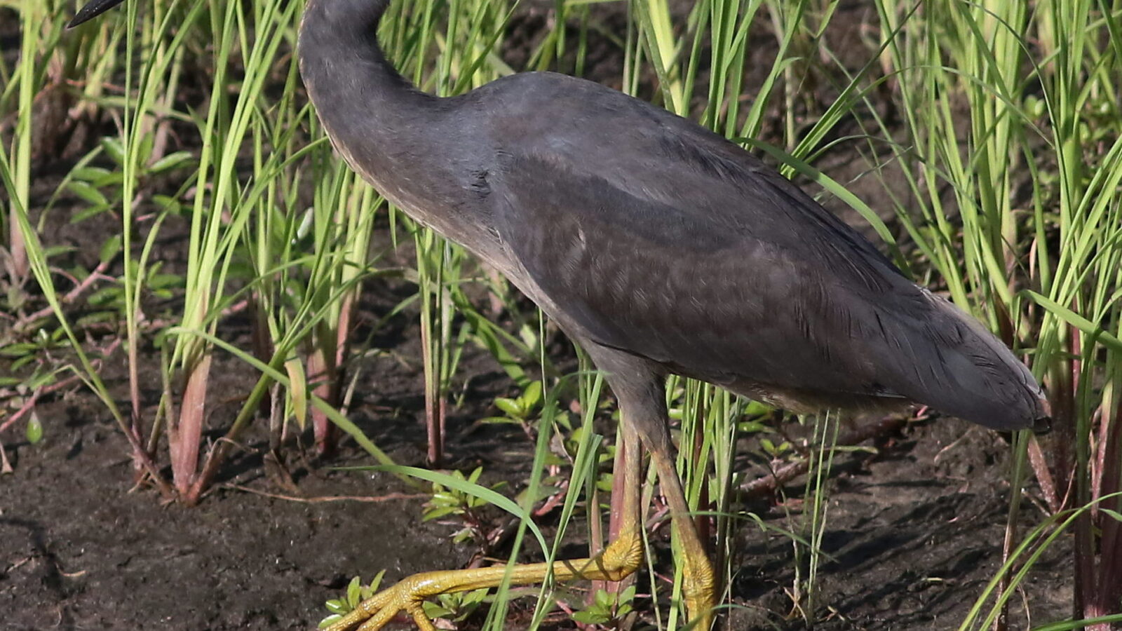 Slaty Egret