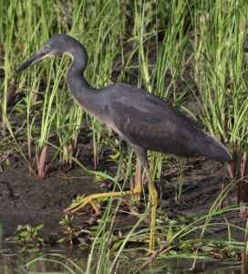 Slaty Egret