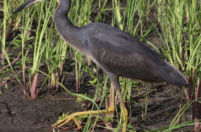 Slaty Egret