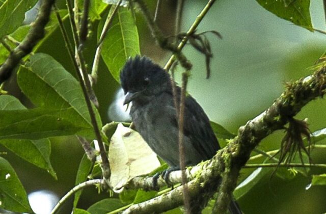 Slaty Becard