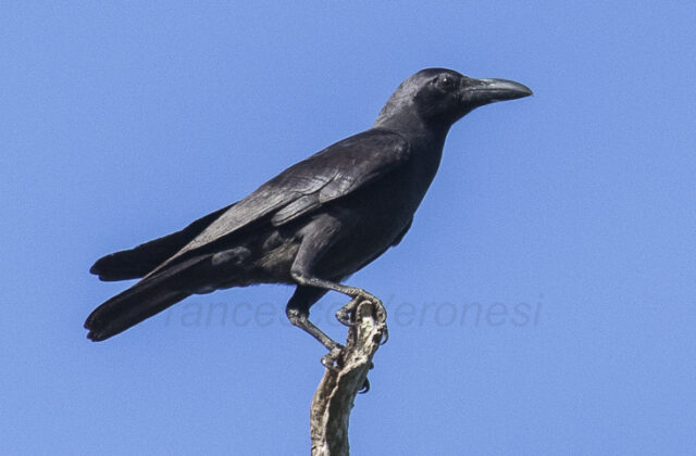 Sunda Crow