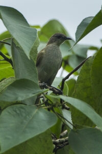 Slender-billed Greenbul