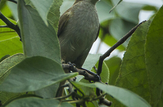 Slender-billed Greenbul
