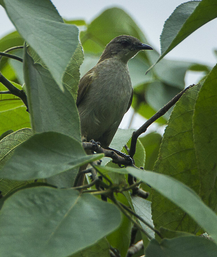 Slender-billed Greenbul