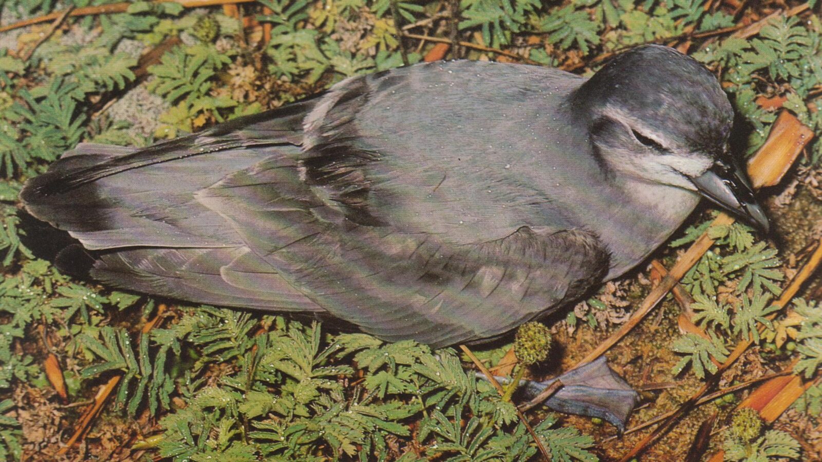 Slender-billed Prion