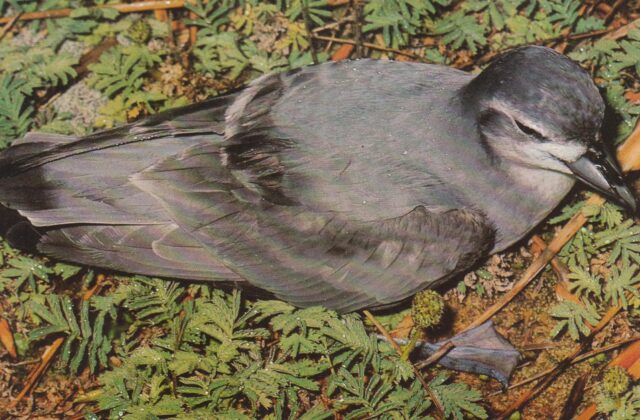 Slender-billed Prion