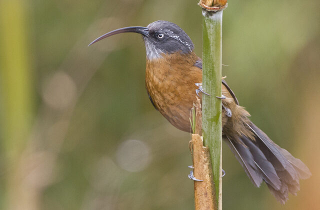 Slender-billed Scimitar Babbler