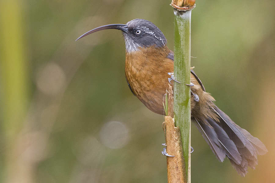 Slender-billed Scimitar Babbler