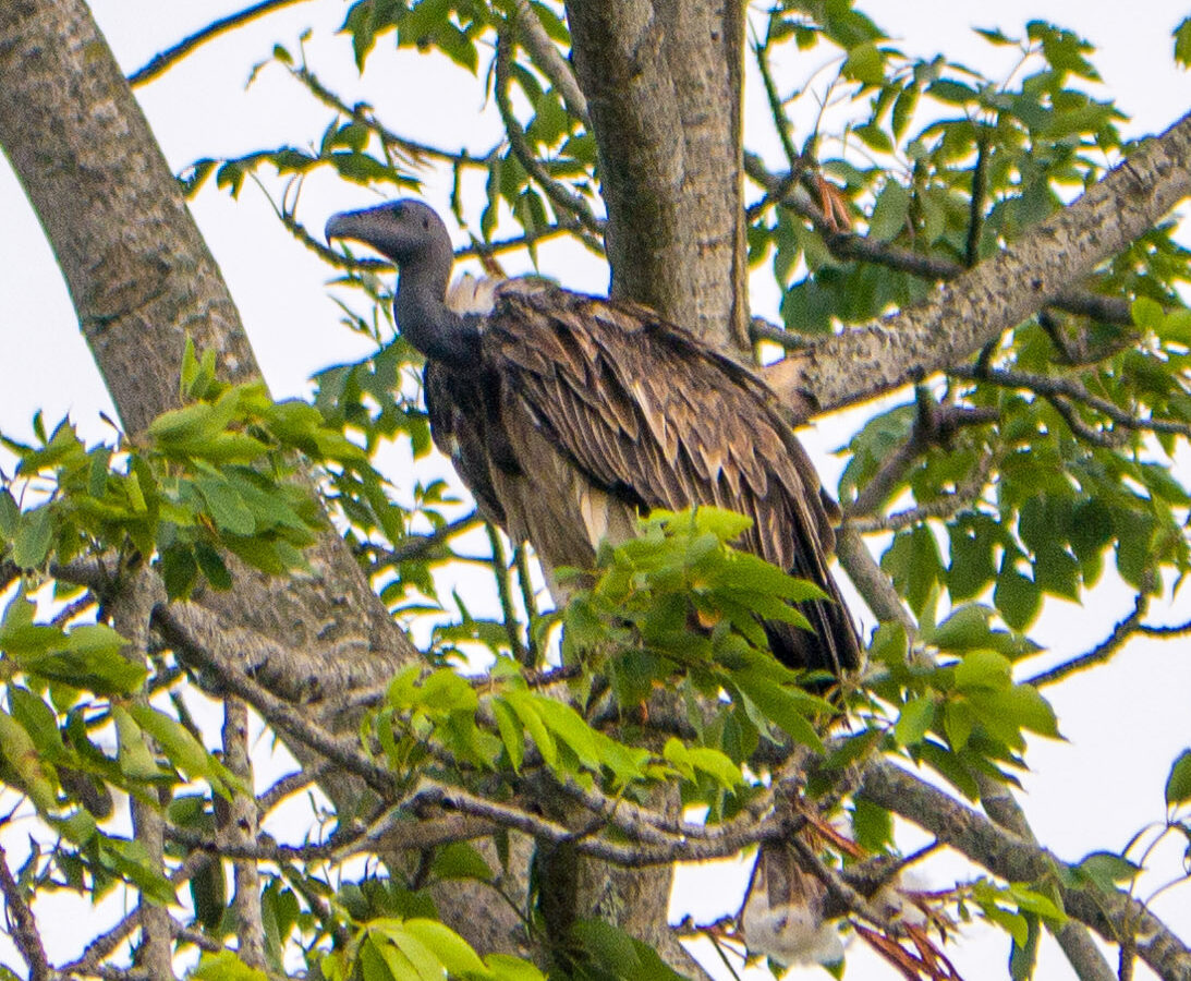 Slender-billed Vulture