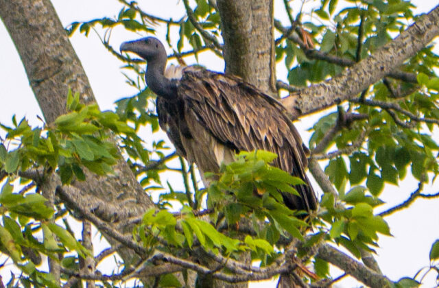 Slender-billed Vulture