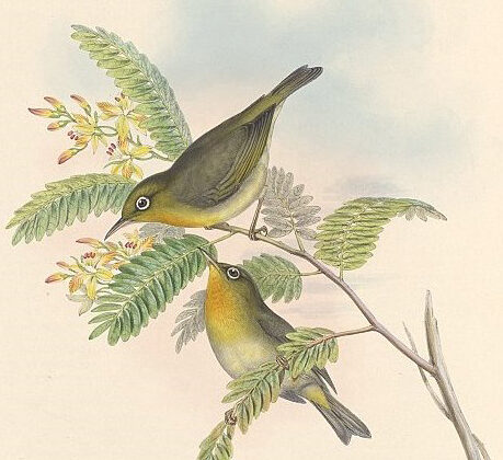 Slender-billed White-eye