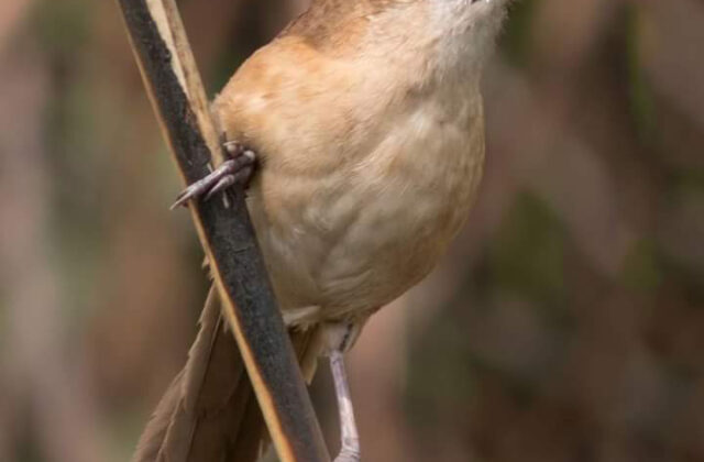 Slender-billed Babbler