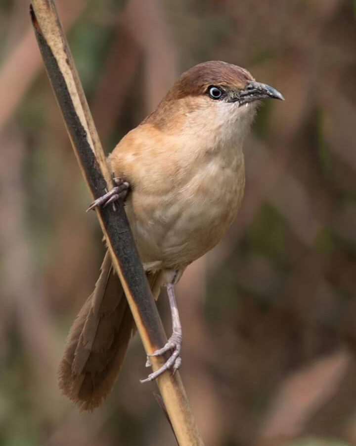 Slender-billed Babbler