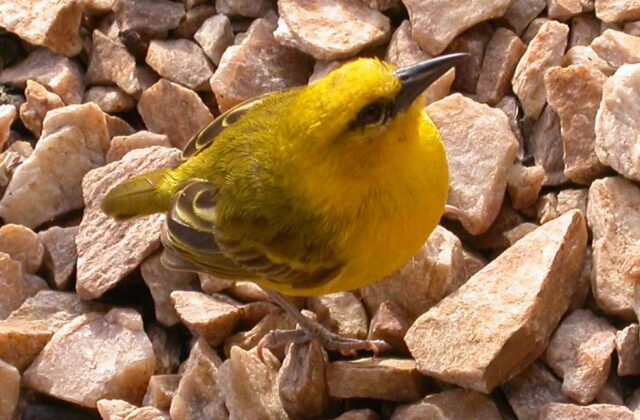 Slender-billed Weaver