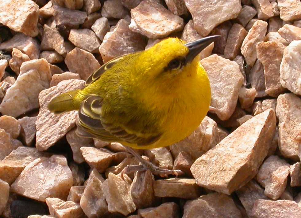 Slender-billed Weaver