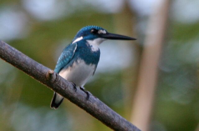 Cerulean Kingfisher