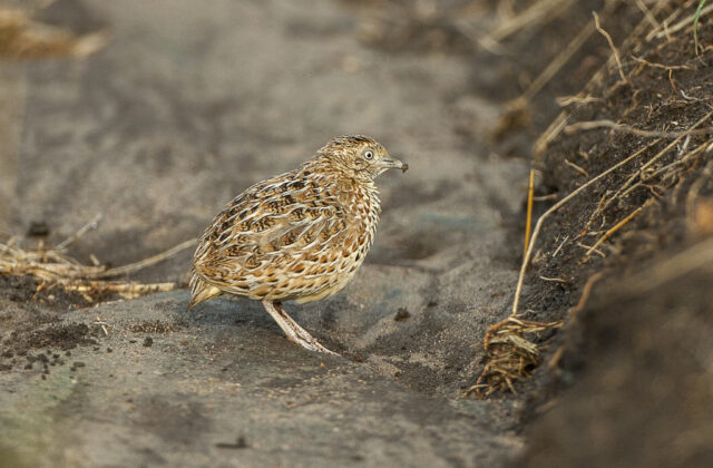 Common Buttonquail
