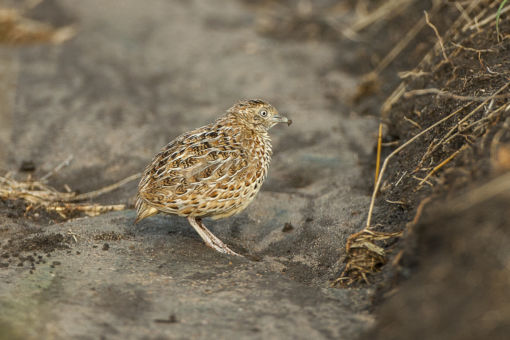 Common Buttonquail