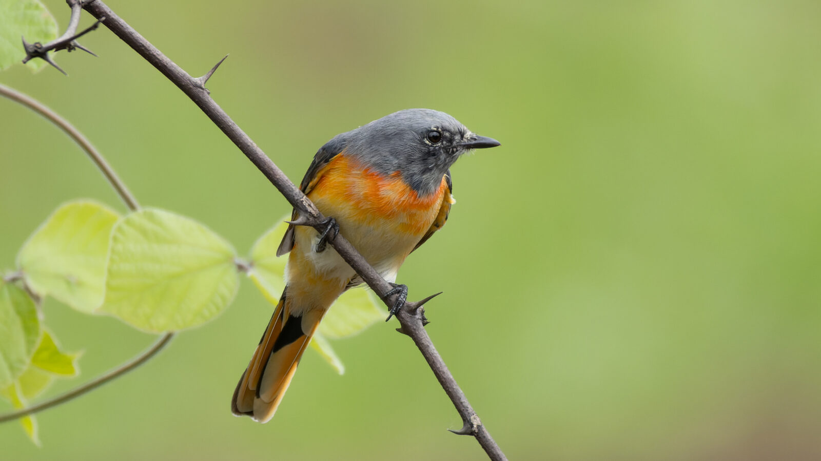 Small Minivet