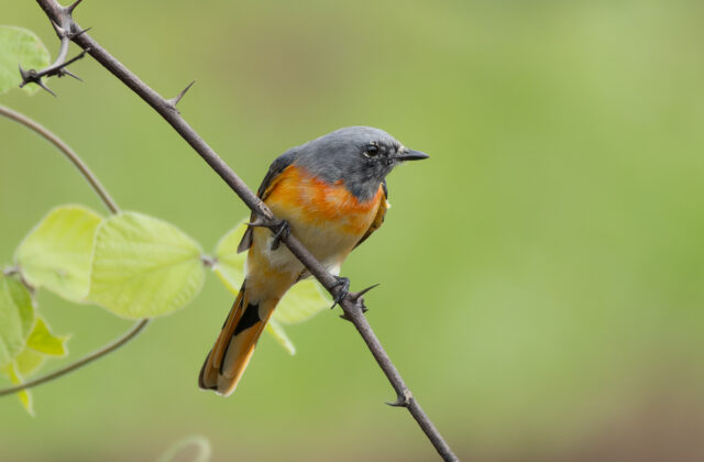 Small Minivet