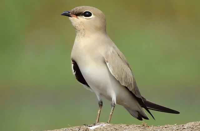 Small Pratincole